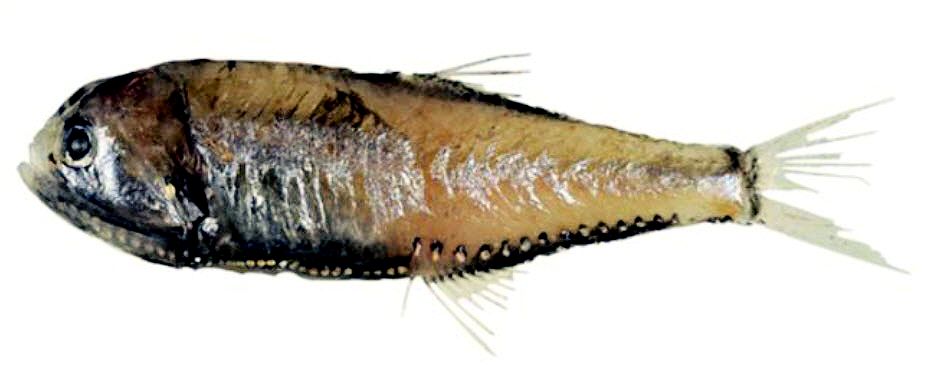 Margrethia obtusirostra_03.jpg